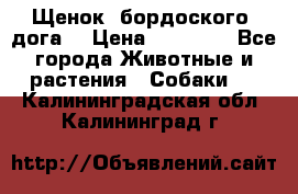 Щенок  бордоского  дога. › Цена ­ 60 000 - Все города Животные и растения » Собаки   . Калининградская обл.,Калининград г.